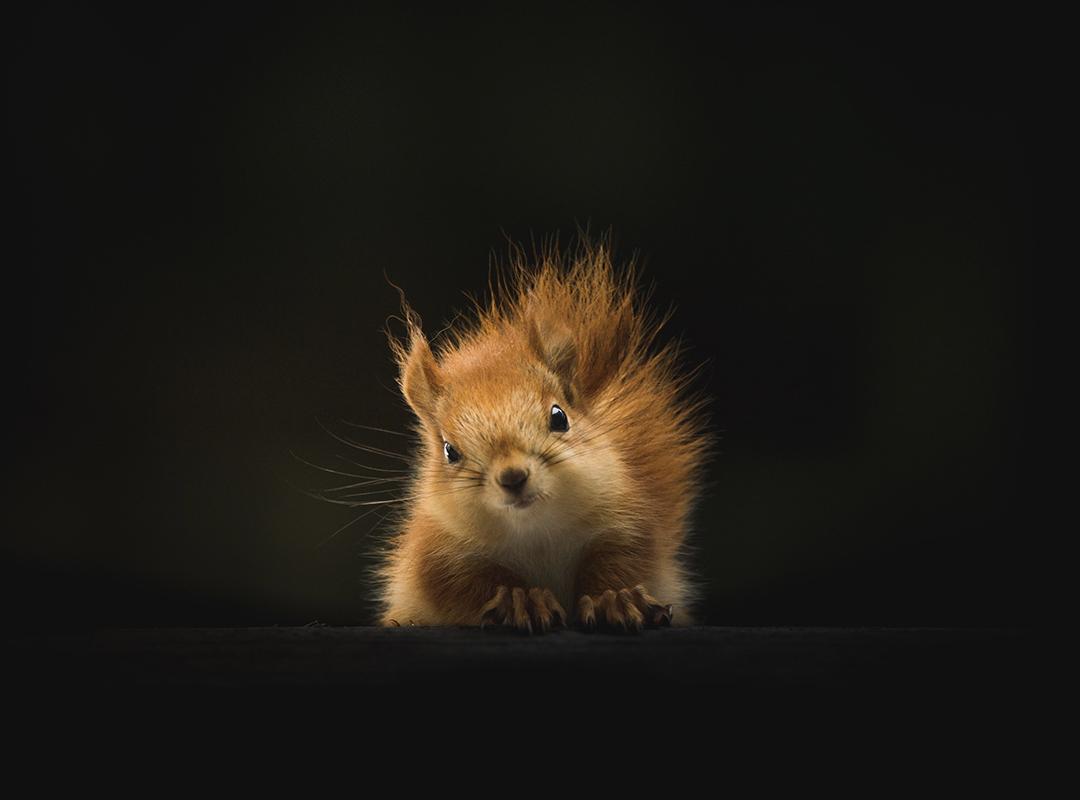 Squirrel - Royalty free photo