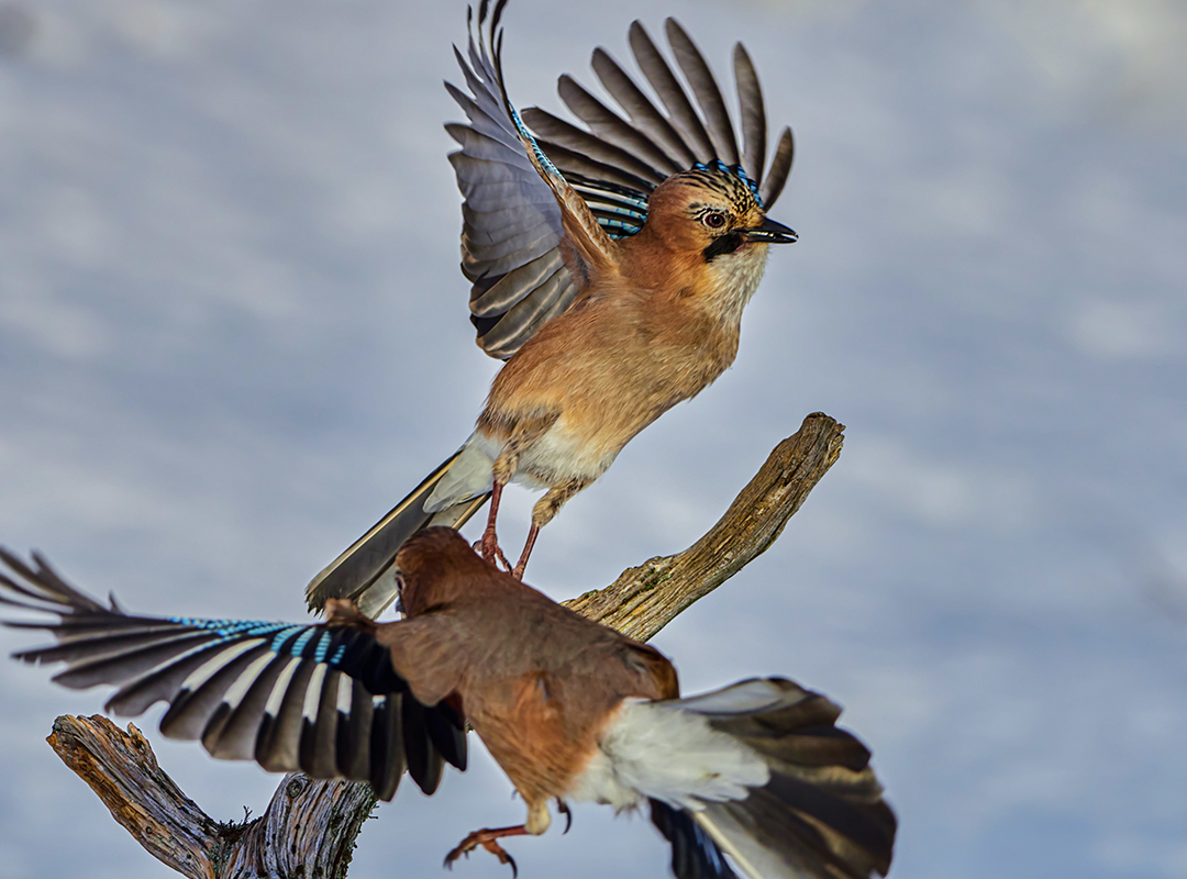 Oiseau - Image libre de droits