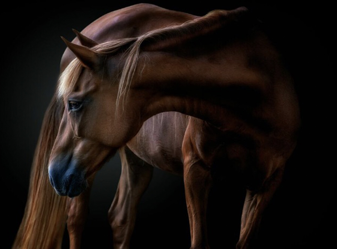Pedro Jarque Krebs, Equus ©Yellow Korner