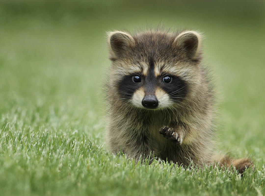 Raccoon - Royalty free photo