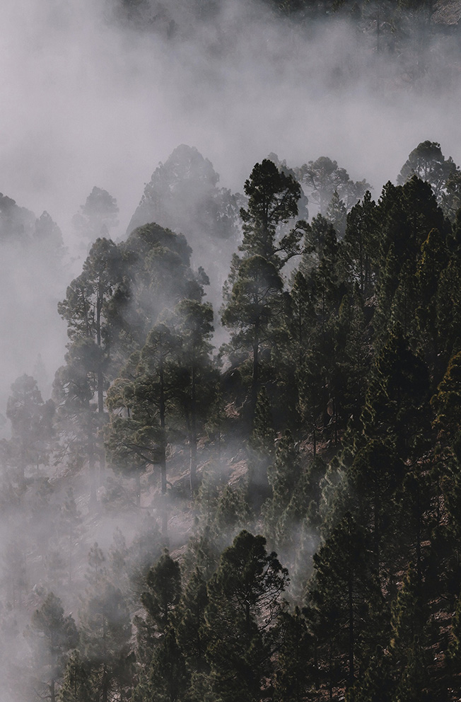Forêt dans le brouillard - image libre de droits