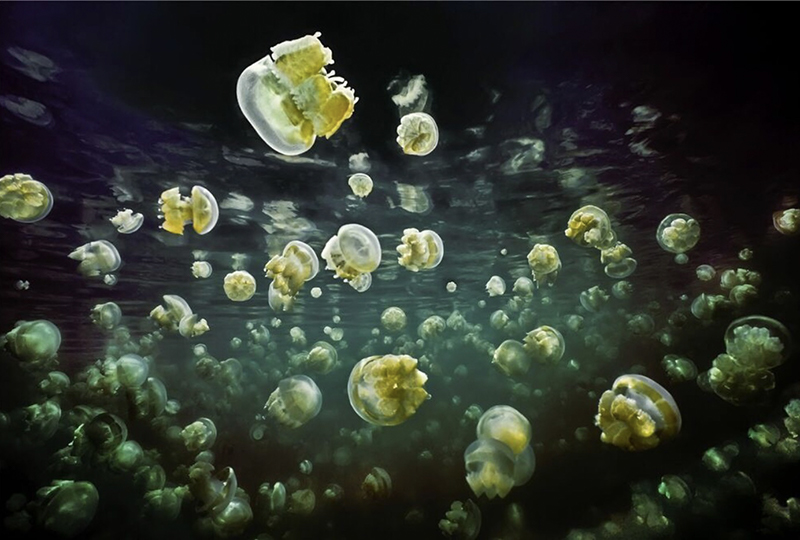 © David Hall, Jellyfish Lake Palau © Yellow Korner