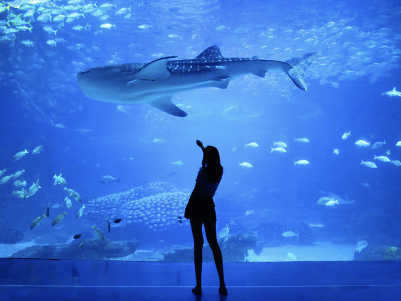 Aquarium - Photo libre de droits
