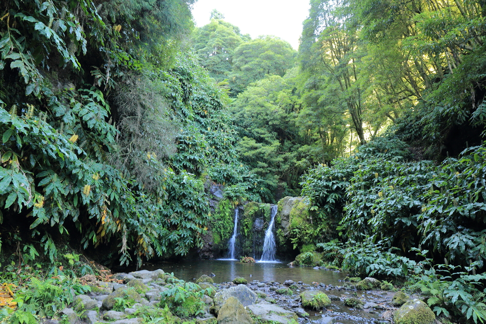  Jungle - São Miguel - Açores