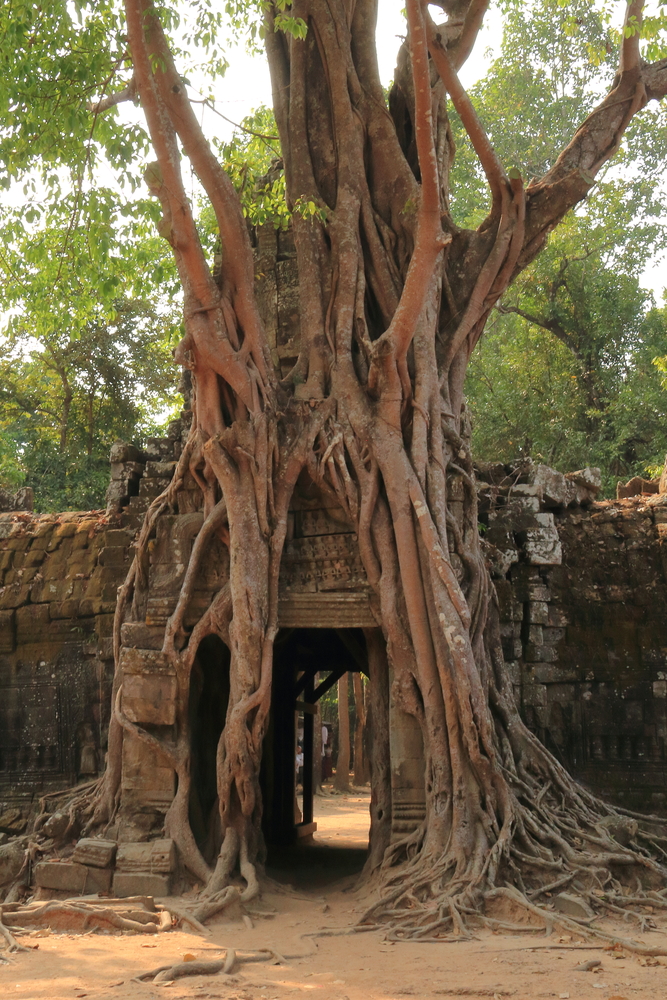Ta Som Temple 1 - Siem Reap - Cambodge