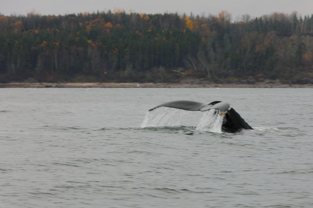 Baleine 1 - Les Escoumins - Québec - Canada