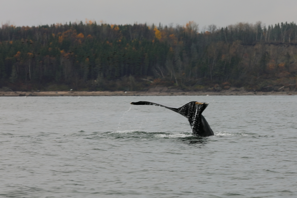 Baleine 2 - Les Escoumins - Québec - Canada