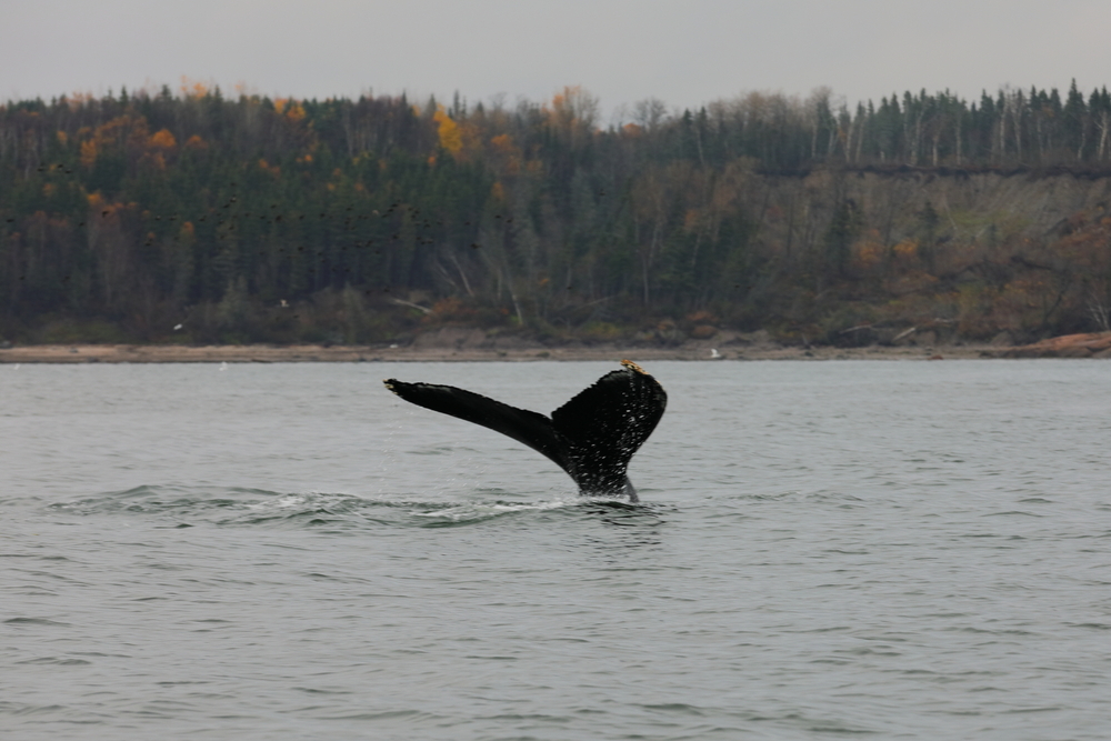 Baleine 3 - Les Escoumins - Québec - Canada