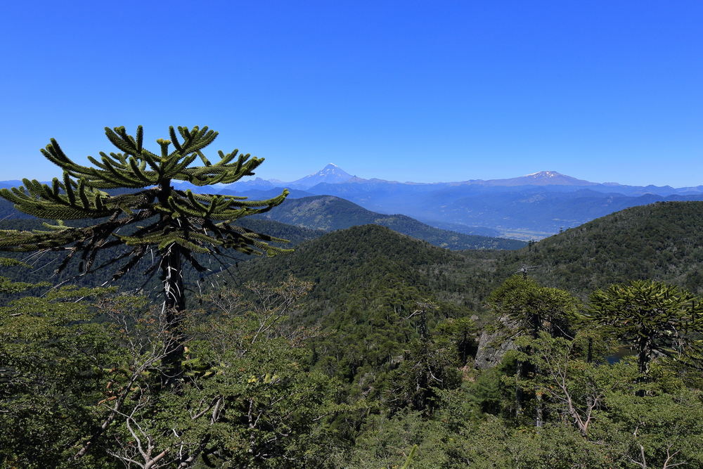 Andes Reserva Nacional 1 - Pucón - Chili