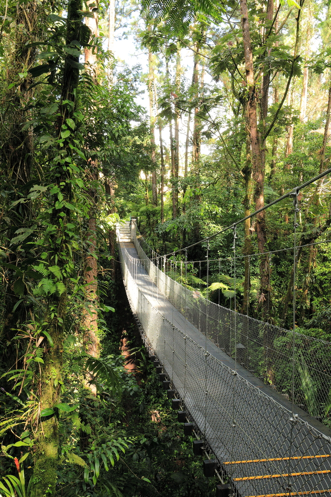 Pont sur la Jungle - Parc national Volcán Arenal - Costa Rica