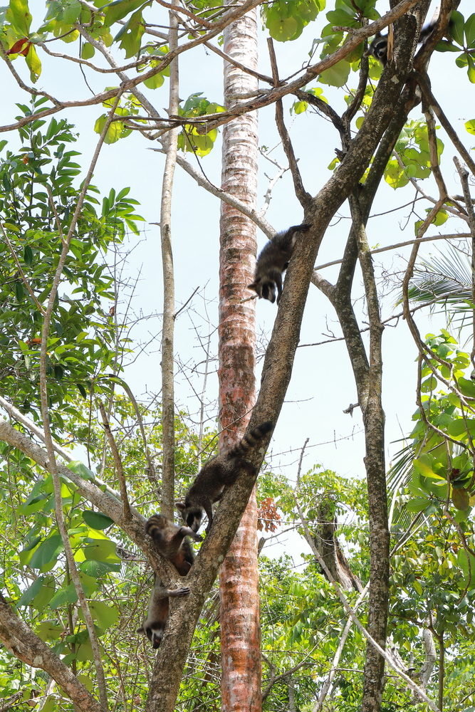 Racoon Family - Cahuita - Costa Rica