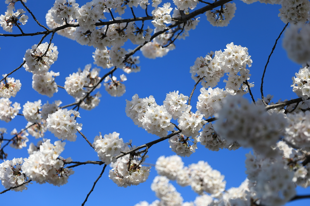 Cherry Blossom - Washington - DC
