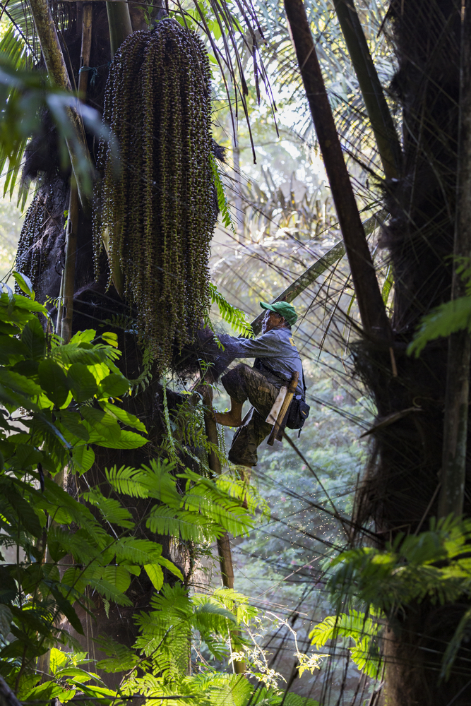 Jusuf Wungow, 63 ans, monte à plus de 10 mètres pour récolter de la sève de palme. Nord Sulawesi. In