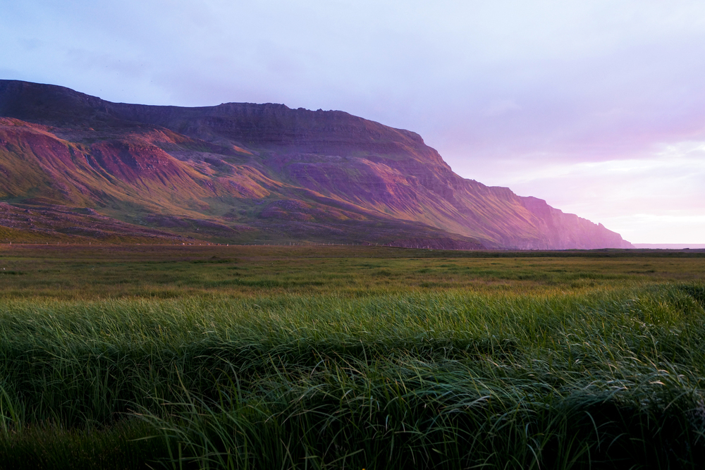 Breezy grass sunrise