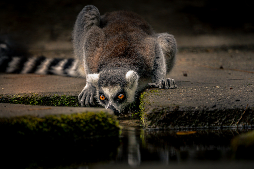 Thirsty Lemur