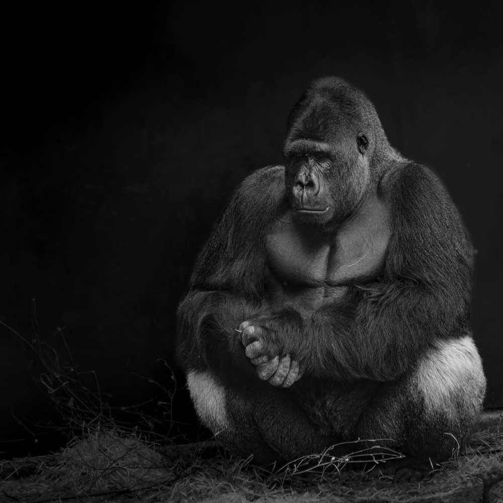 Lonely Gorilla