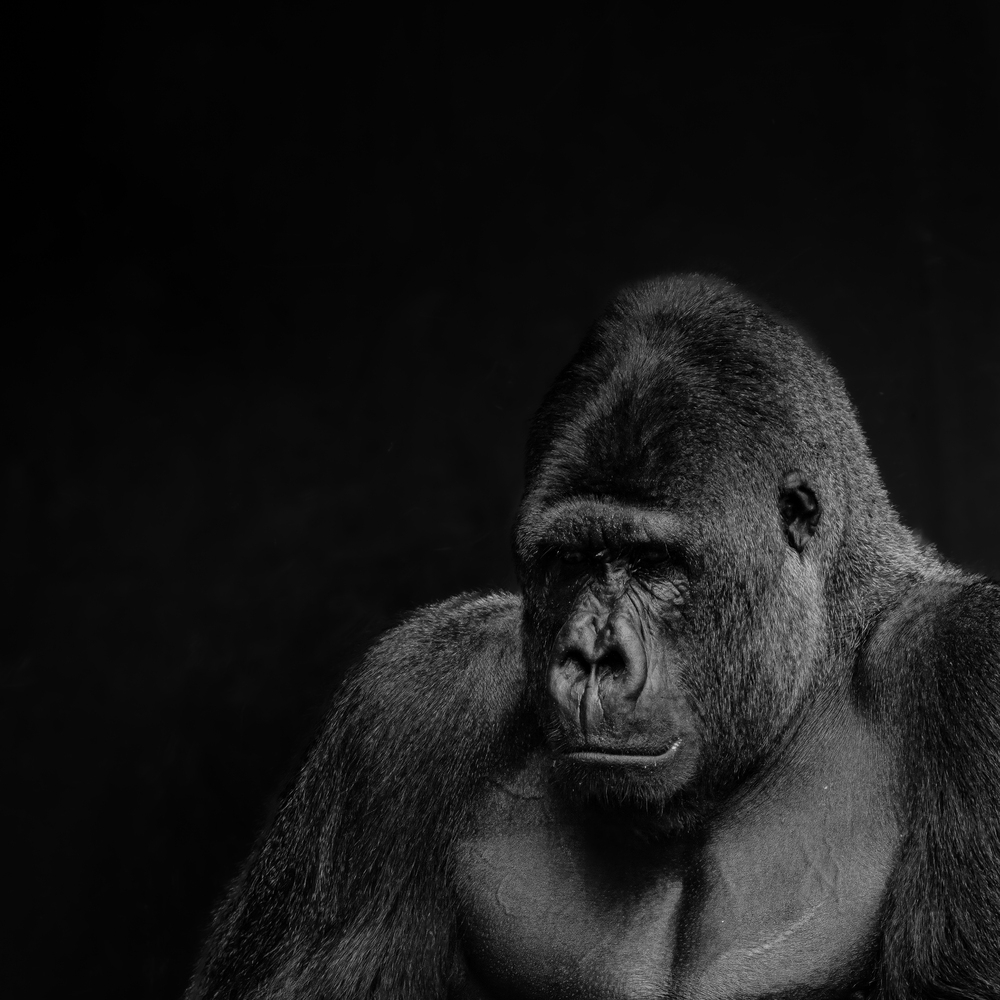 Portrait of a gorilla