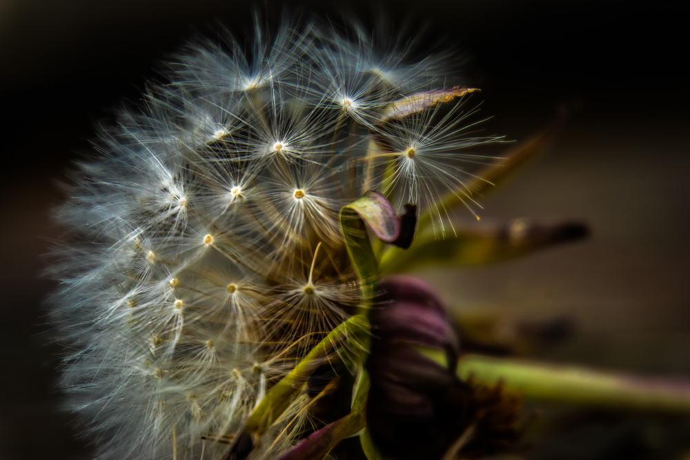 Dandelion Fragile Beauty