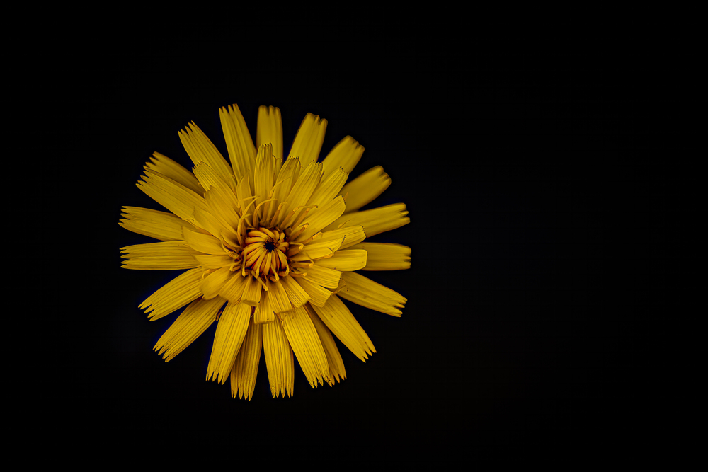 Dandelion in bloom