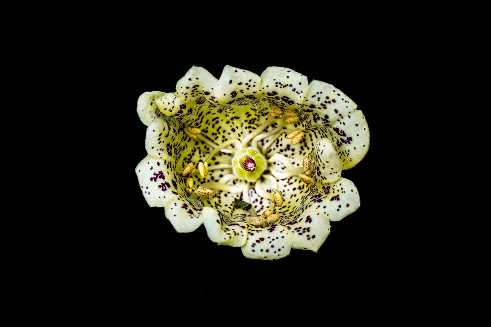 Close up Foxglove