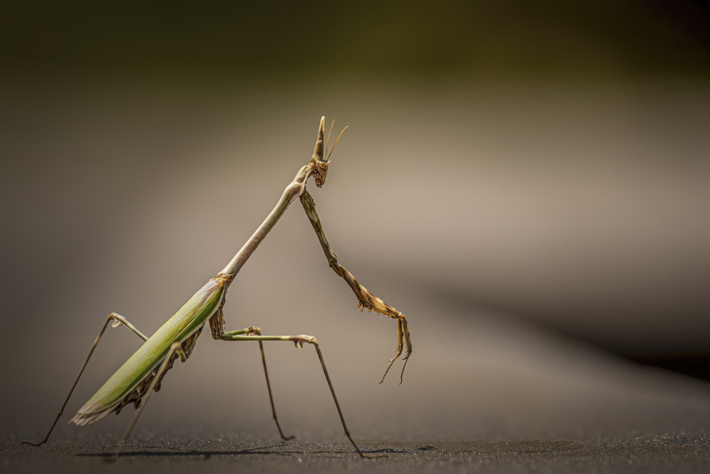 Mantis On The Move