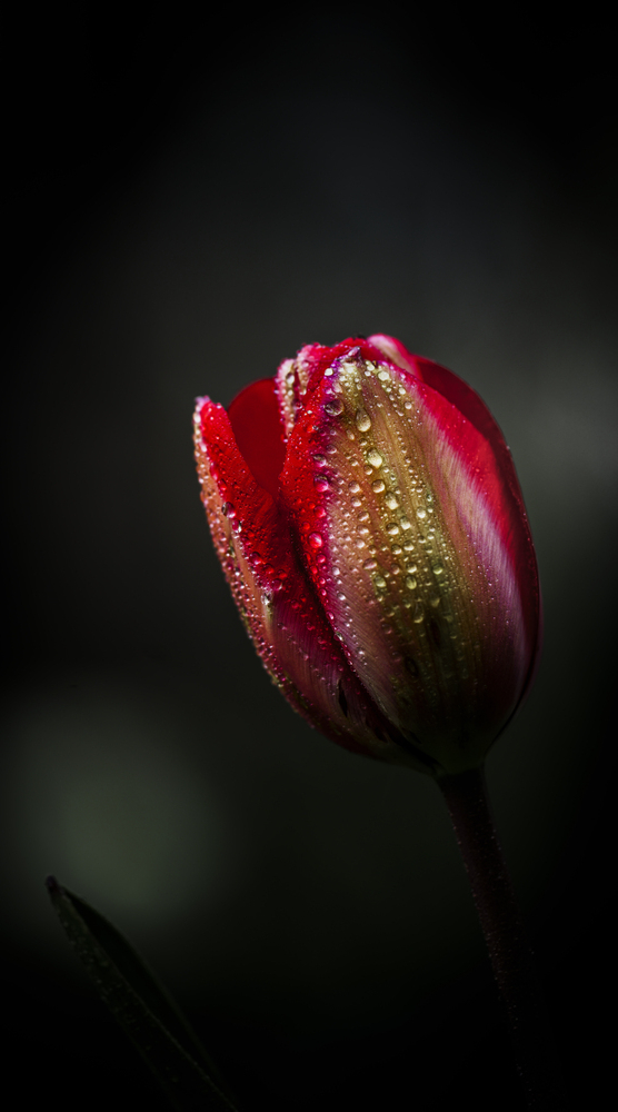 Tulip and water