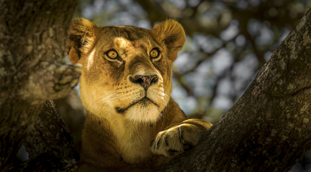 portrait of a Lion