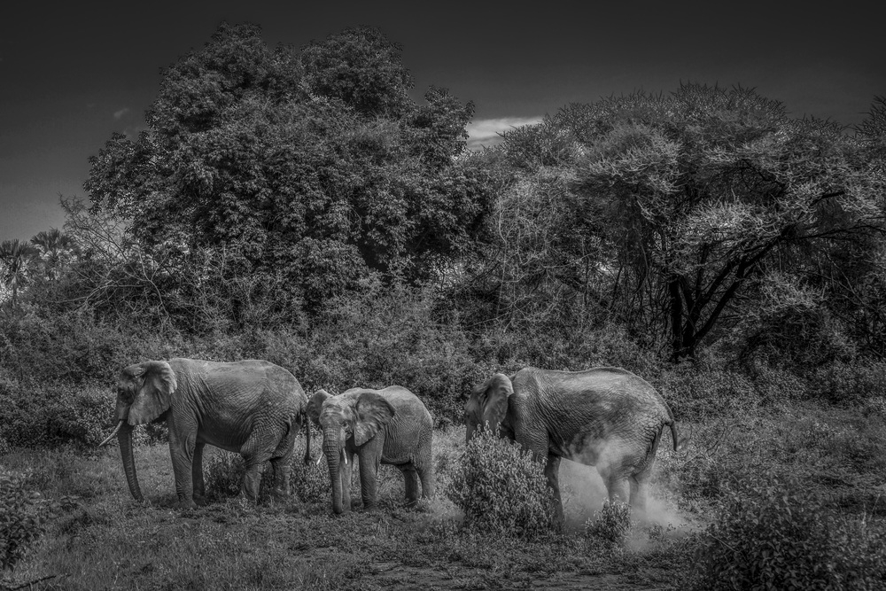 Three elephants in the woods