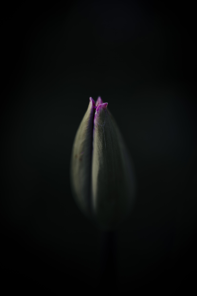 Sleeping Tulip