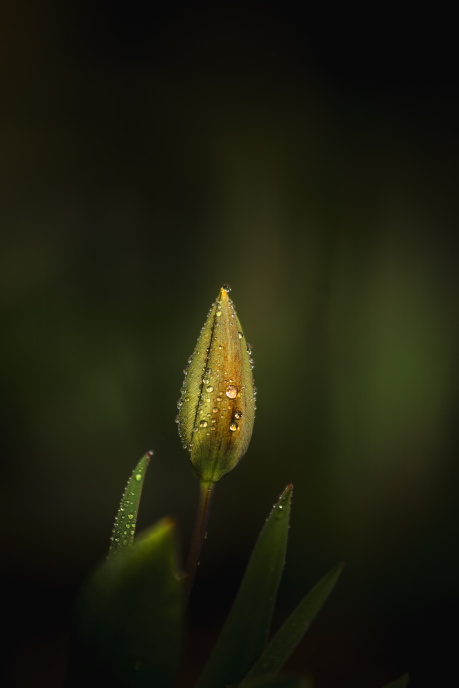 Tulip in morning mist