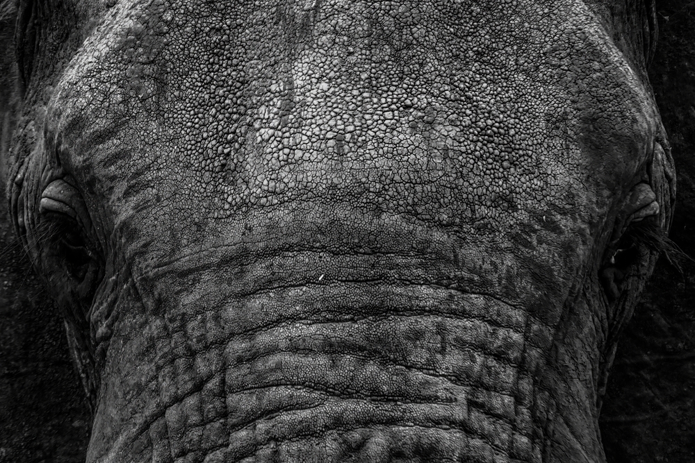 Eye to eye with the elephant