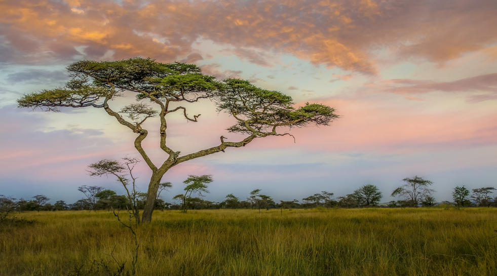 Savanna & sunrise