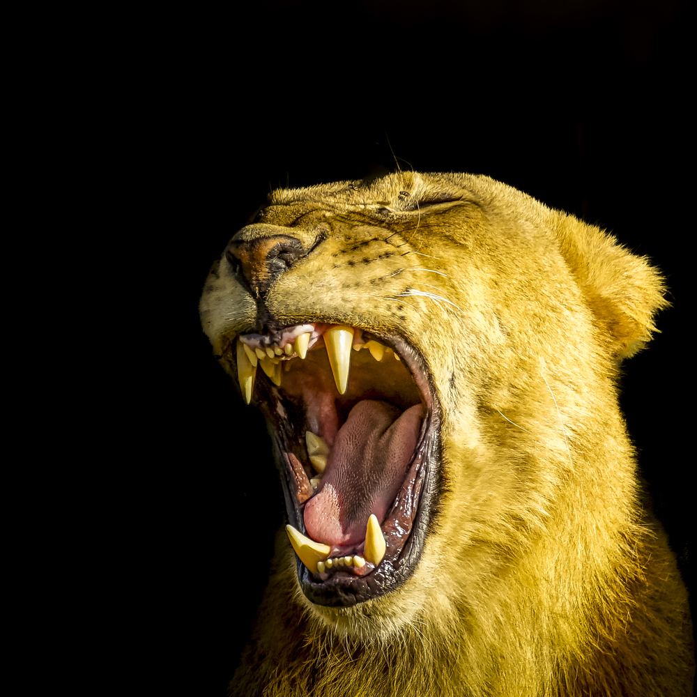 Portrait of a roaring lion