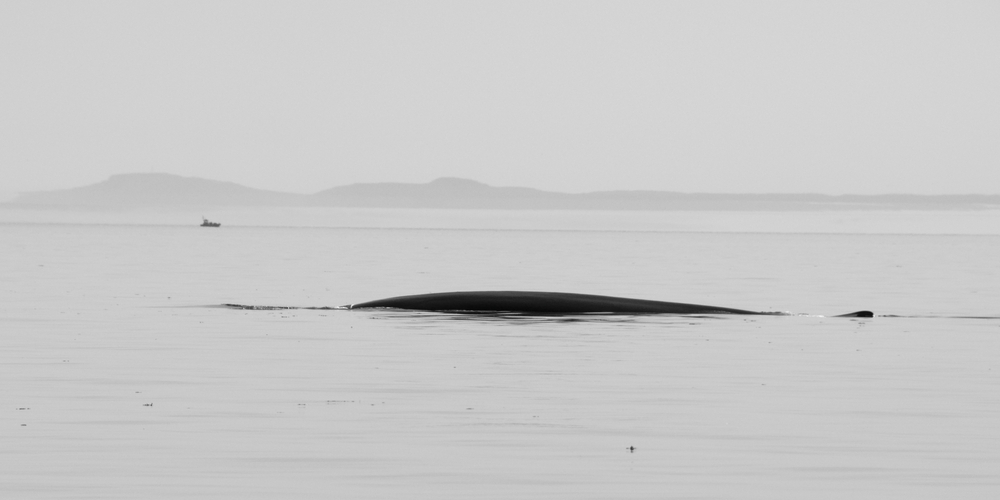 La géante des mers - Noir & Blanc