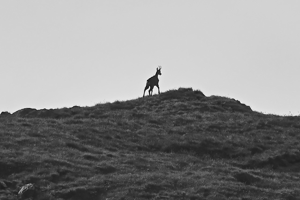 Contemplation ou hésitation ? - Noir & Blanc