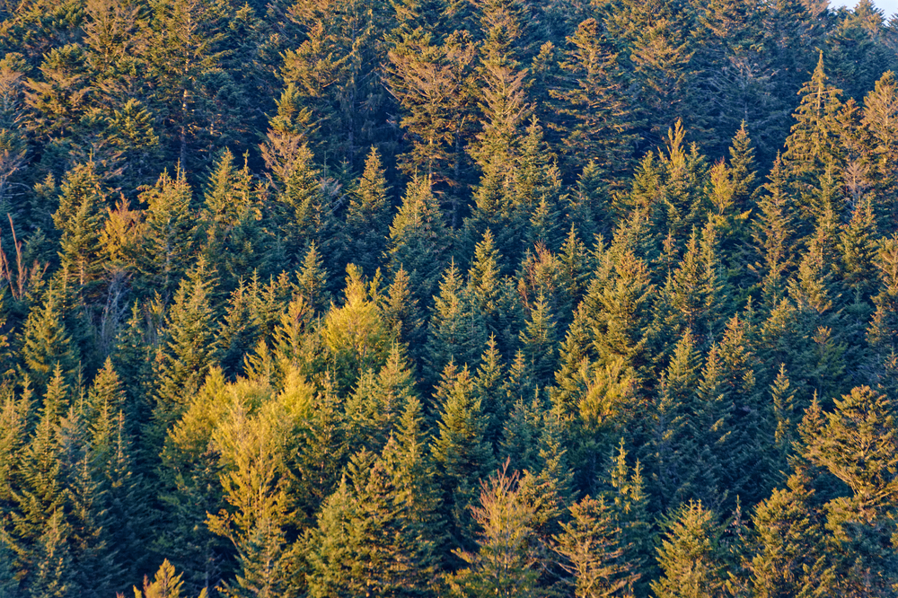 Mon beau sapin, roi des forêts - Ma vie en Vosges