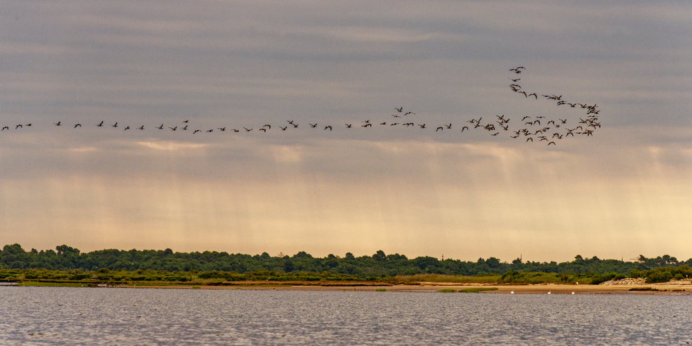 La danse des oiseaux - De la Dune au Bassin