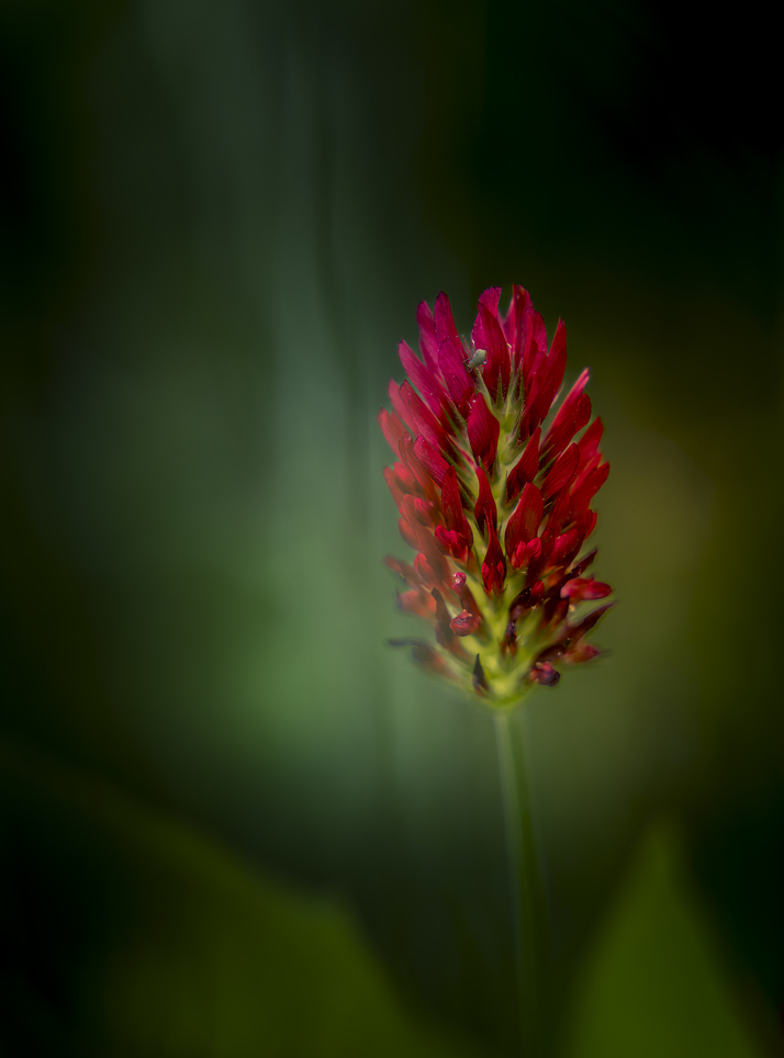 Clover in the dark