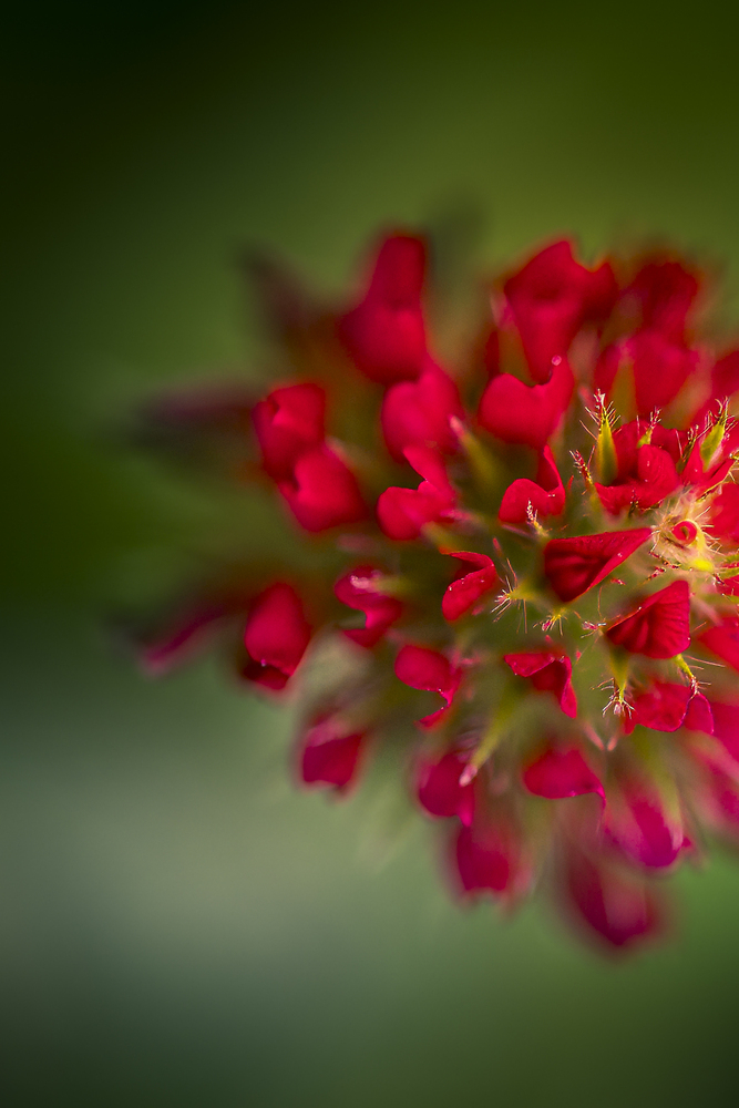 Crimson Jewel in Bloom