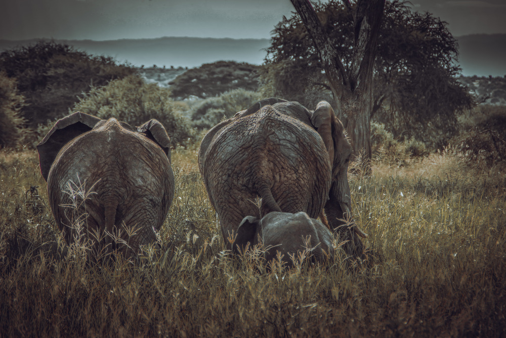 2 Elephants with calf 