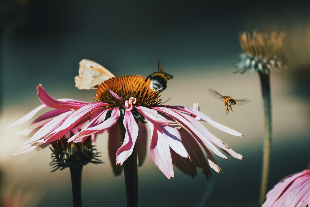 The flowers and the bees