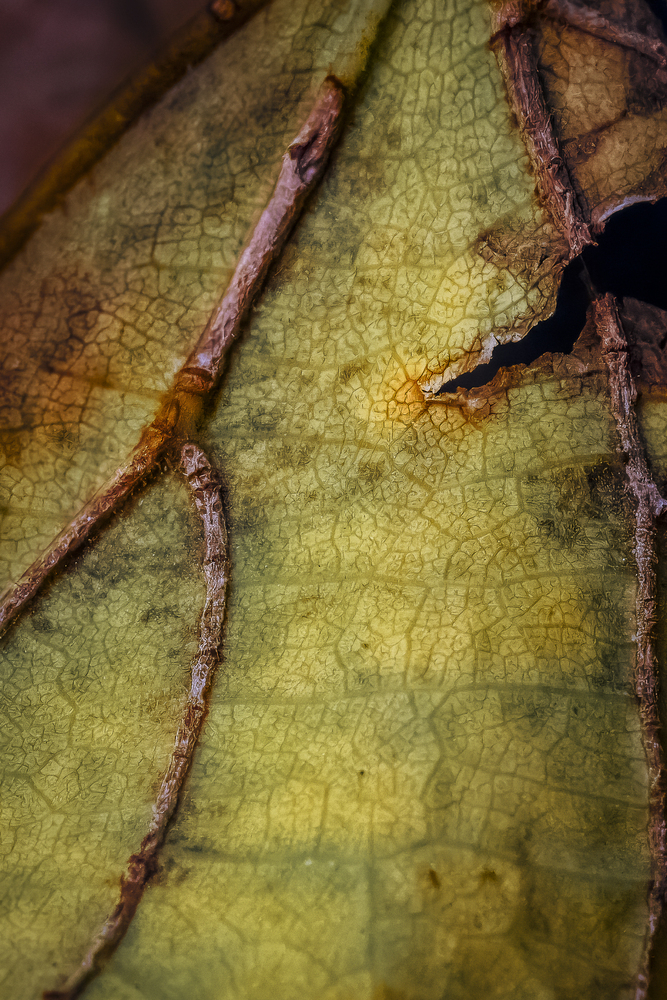 Dried leaf