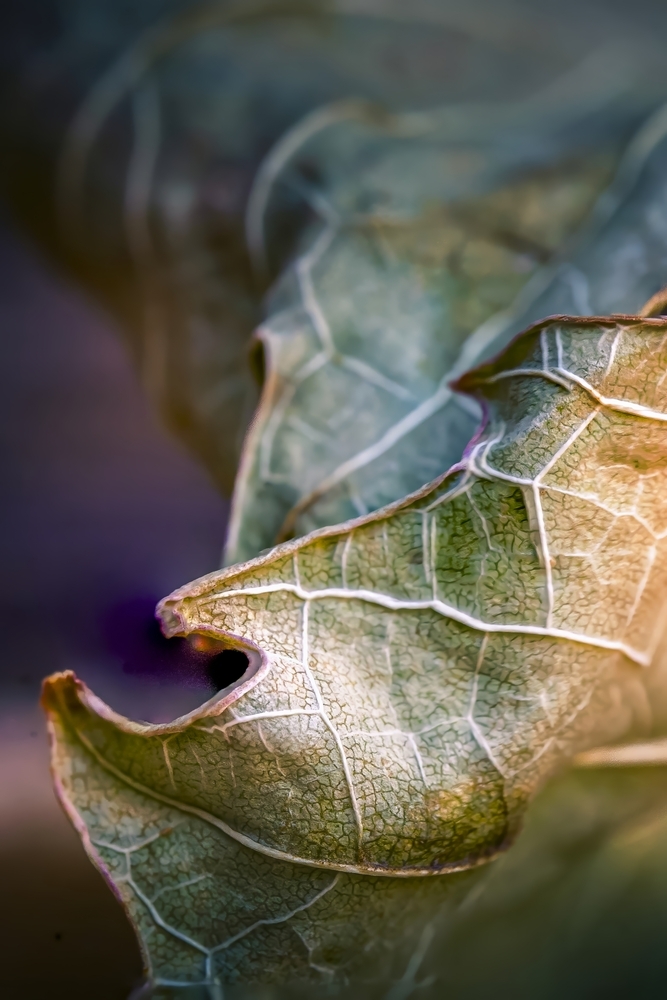macro leaf