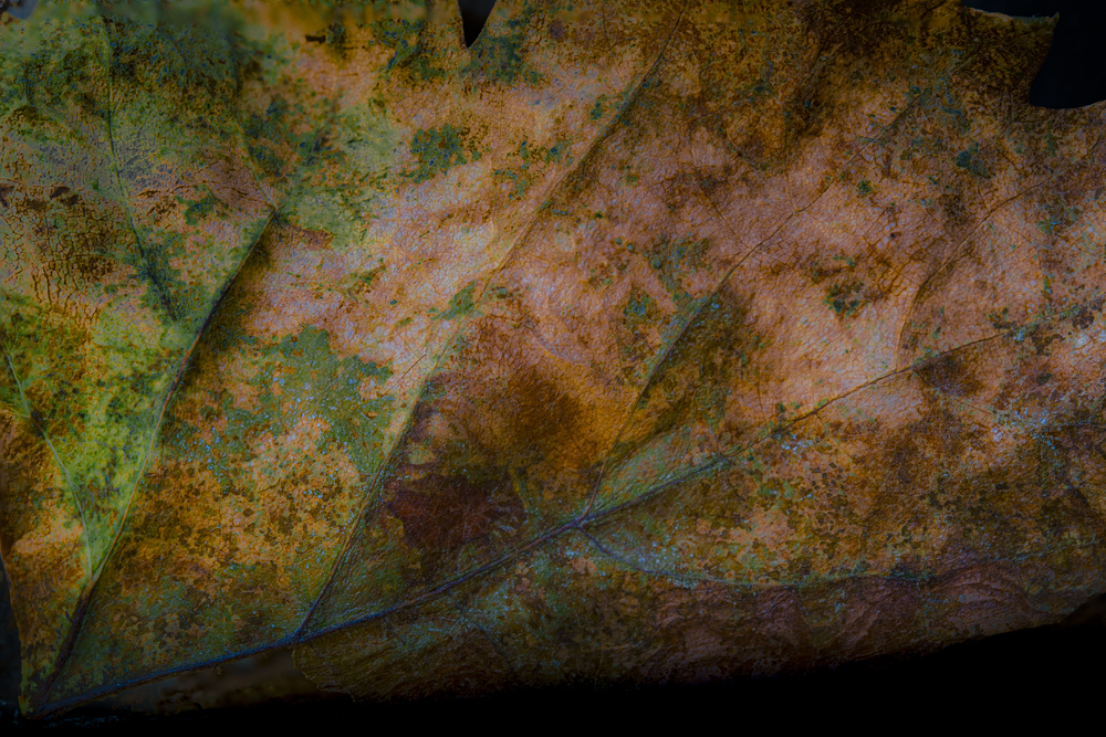 Autumn in detail