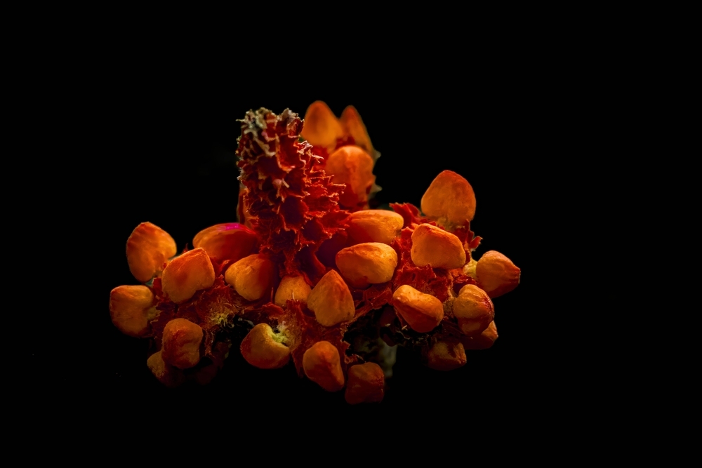 Seeds of life