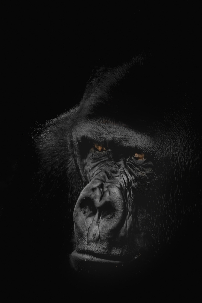 Intense Gaze