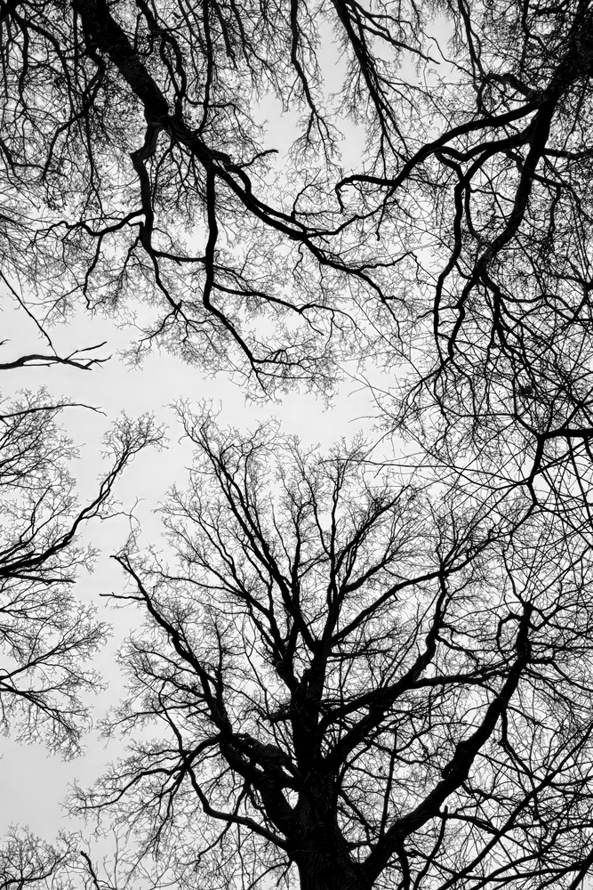 Reaching for the sky