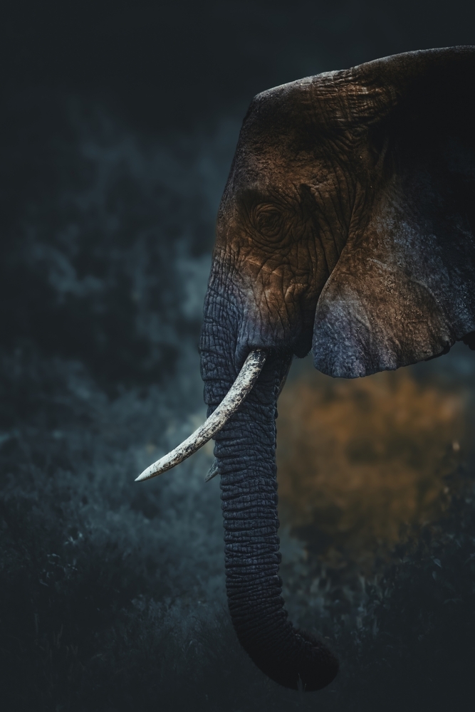 Majestic Silence: A Fine Art Perspective of an Elephant