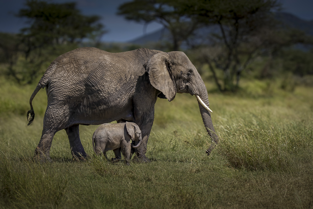 Motherly Love in the Wilderness