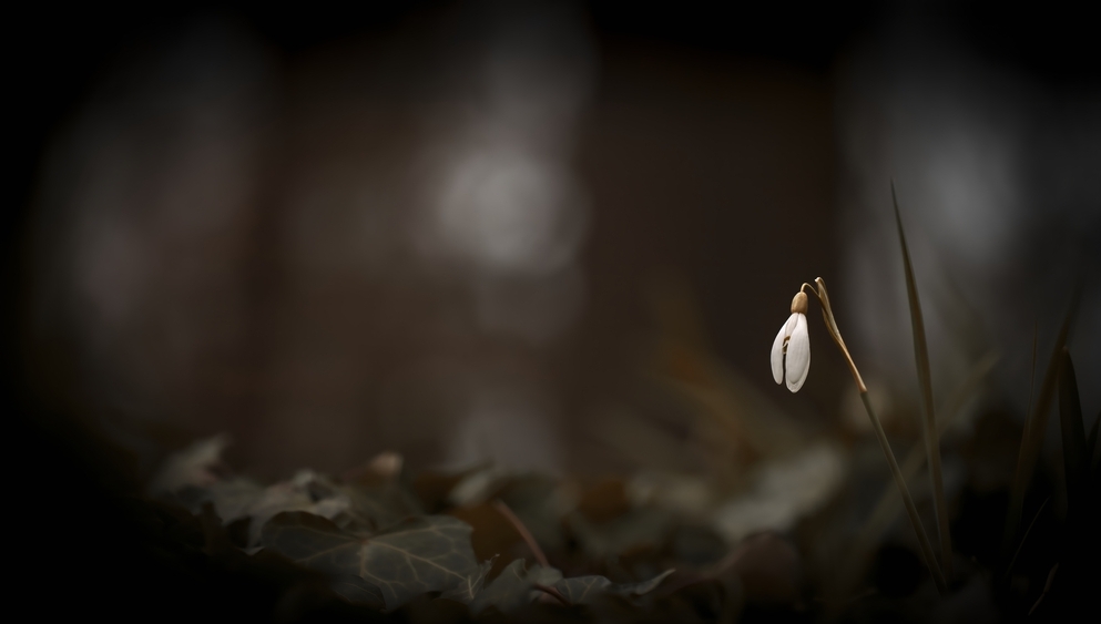 Embrace the Early Beauty of Spring